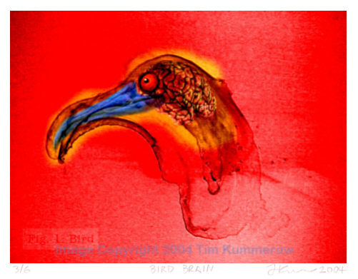 Bird Brain Copyright 2004 Tim Kummerow